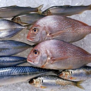 Fish